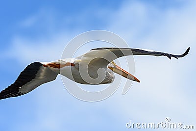 American White Pelican in Flight Stock Photo