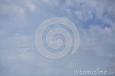 American White Pelican Stock Photo