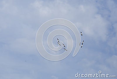 American White Pelican Stock Photo