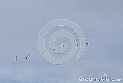 American White Pelican Stock Photo