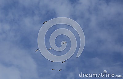 American White Pelican Stock Photo