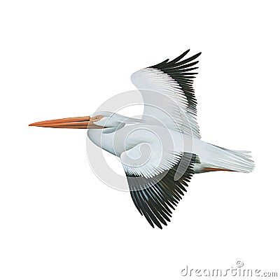 American White Pelican Stock Photo