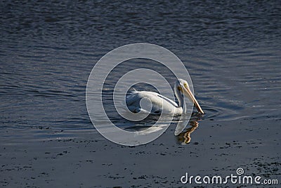 American White Pelican Stock Photo