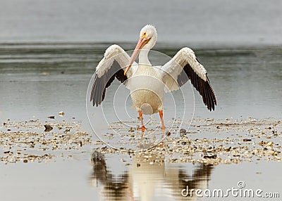 American White Pelican, Pelecanus erythrorhynchos with wings spread Stock Photo