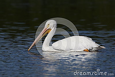 American White Pelican swimming in a Florida lagoon Stock Photo