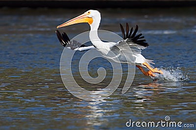 American White Pelican taking off Stock Photo