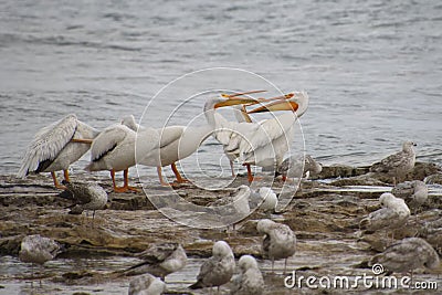 American White Pelicans Interacting Near Gulls Stock Photo