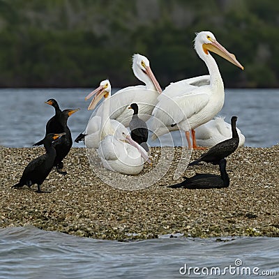 American White Pelicans Pelecanus erythrorhynchos and double-crested cormorants Phalacrocorax auritus Stock Photo