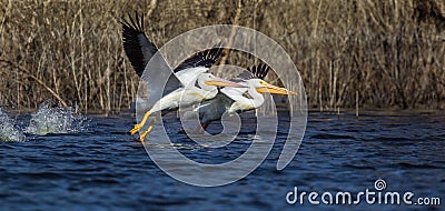 American White Pelicans Stock Photo