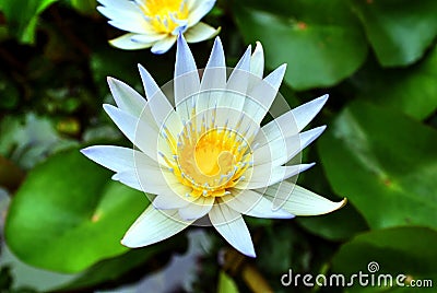 American white water lily, Nymphaea odorata Stock Photo