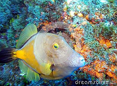 An American Whitespotted Filefish Checks Out a Diver Stock Photo