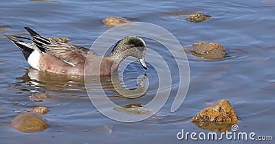 American wigeon duck at Medi Park, Amarillo Texas Stock Photo