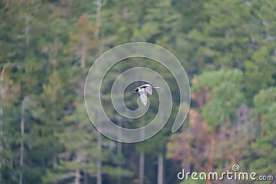 American Wigeon flying over wetland pond Stock Photo