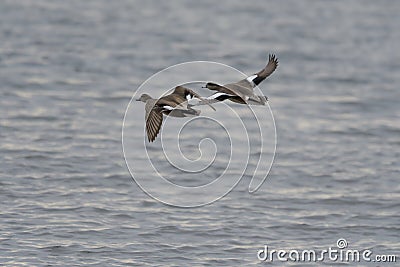 American Wigeon flying over wetland pond Stock Photo