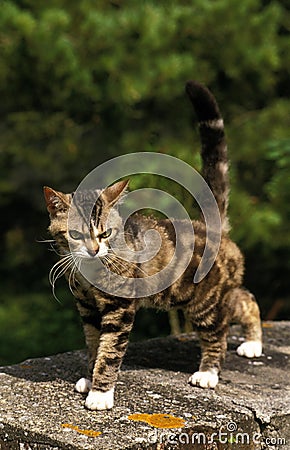 American Wirehair Domestic Cat Stock Photo