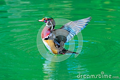 American Wood Duck Stock Photo