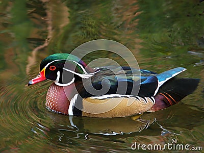 American Wood Duck Stock Photo