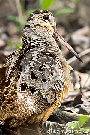 American Woodcock - Scolopax minor Stock Photo