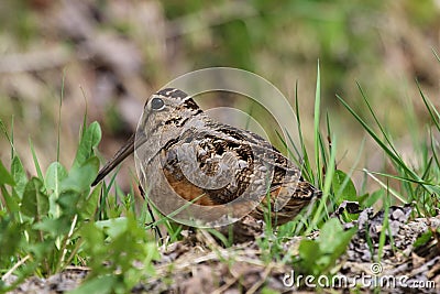 American Woodcock Stock Photo