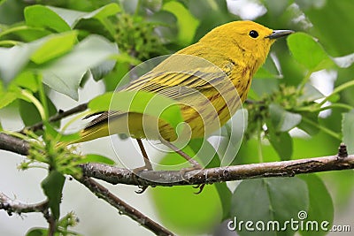 American Yellow Warble sitting on a tree brunch Stock Photo