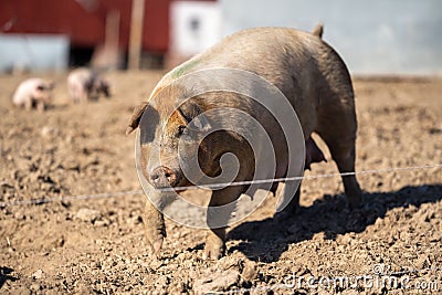 American Yorkshire pig on the farm, sunlit ground,blurred background Stock Photo
