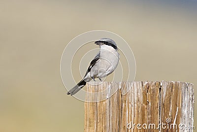 Amerikaanse Klapekster, Loggerhead Shrike Stock Photo