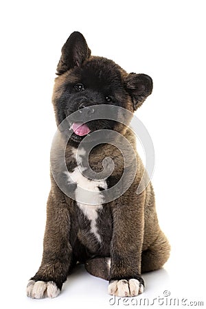 Amerikan akita in studio Stock Photo