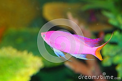 Amethyst anthias Stock Photo