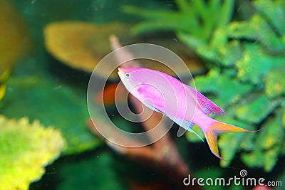 Amethyst anthias Stock Photo