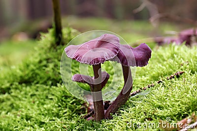 Amethyst deceiver - edible mushroom Stock Photo