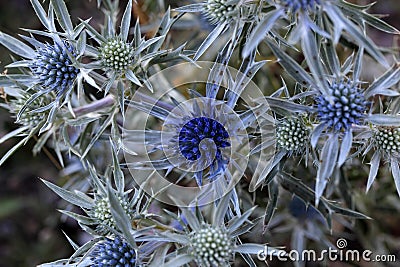 Amethyst eryngo (Eryngium amethystinum) Stock Photo