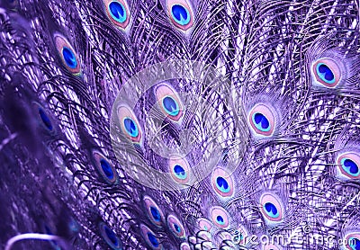 Amethyst Peacock`s Tail Stock Photo