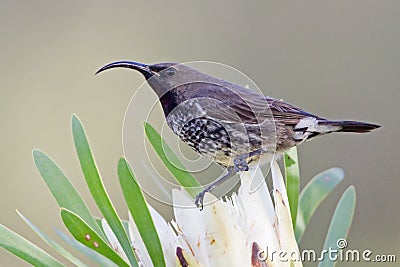 Amethyst Sunbird Stock Photo