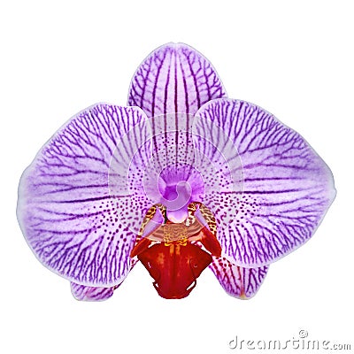 Amethyst white sangria orchid flower isolated white background with clipping path. Flower bud close-up. Stock Photo