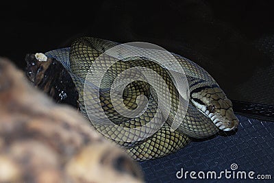 amethystine python snake Stock Photo