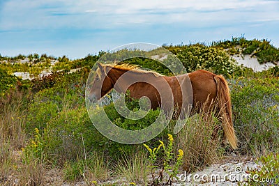 A beautiful wild pony on the dunes of Assateague Island Stock Photo