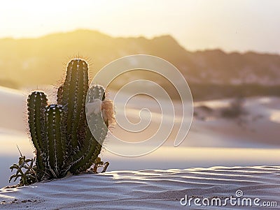 Amidst the rolling dunes, a solitary desert cactus stands, its silhouette a stark contrast to the distant wet forest Cartoon Illustration