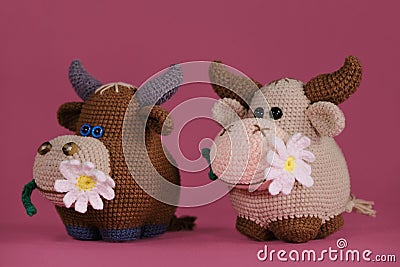 Amigurumi cow dolls on pink background. A soft DIY toy made of cotton and natural wool. Two brown bulls with a daisy in Stock Photo