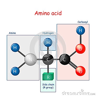 Amino acid. structural formula and model of molecule Vector Illustration