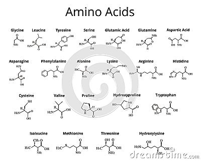 Amino acids. Chemical molecular formula of amino acids. Vector illustration on isolated background Vector Illustration