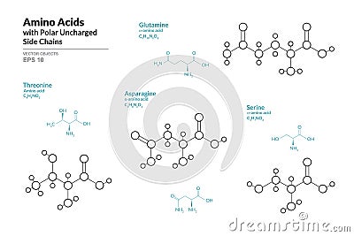 Amino Acids with Polar Uncharged Side Chains. Threonine, Glutamine, Asparagine, Serine. Structural Chemical Formula and Line Model Vector Illustration