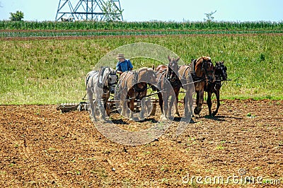 Amish Boy Plowing the Field with 5 Horses Pulling Plow to Turn Over Fields to get Ready for Planting Editorial Stock Photo