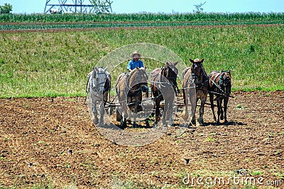 Amish Boy Plowing the Field with 5 Horses Pulling Plow to Turn Over Fields to get Ready for Planting Editorial Stock Photo