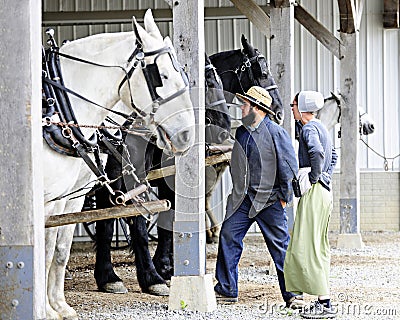 Amish Couple Checking Their Horses Editorial Stock Photo