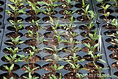 Amish farm container grown plants Stock Photo