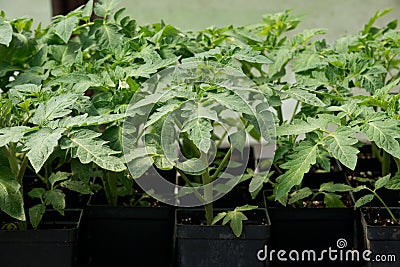 Amish farm container grown plants Stock Photo