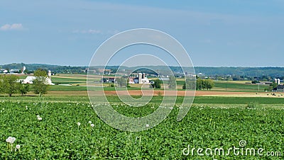 Amish Farm Landscape Stock Photo