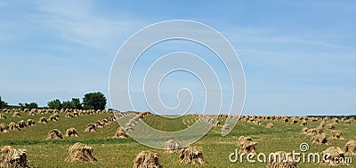 Iowa Amish farm oat shocks in the Summer Stock Photo