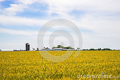 Amish farm and wheat field Stock Photo