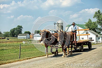 An Amish farmer drives a team of horses pulling a wagon Editorial Stock Photo